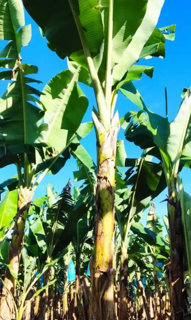 Asociación Romero Finca el Progreso