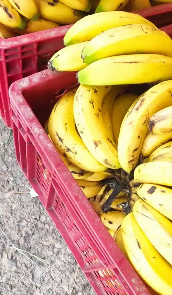 banano